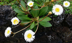 Pachystegia rufa