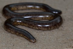 Afrotyphlops schlegelii