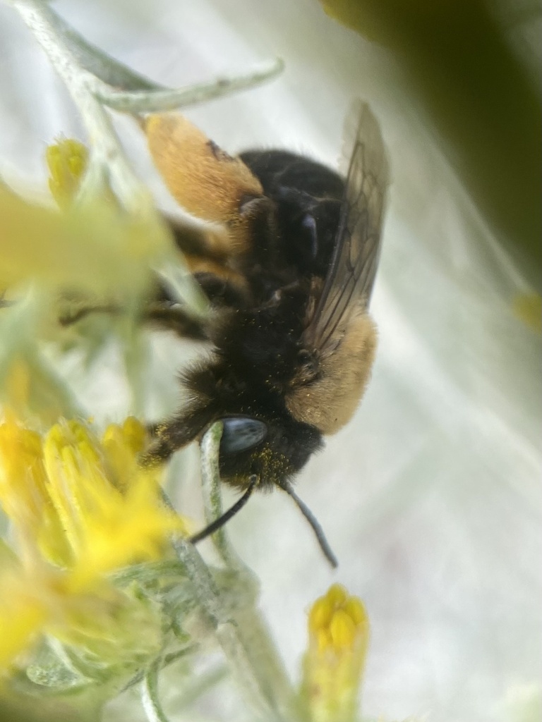 Melissodes bimatris