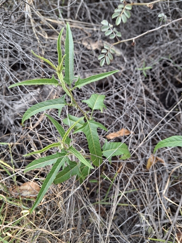 Goosefoot potato-bush (Solanum chenopodinum)