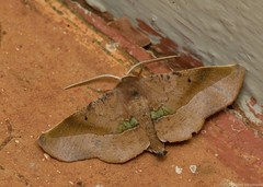 Euexia percnopus
