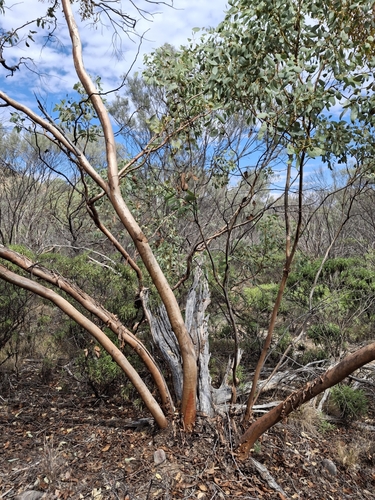 Desert Mallee (Eucalyptus trivalva)