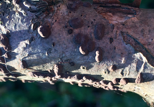 Hypoxylon fuscum nuotrauka