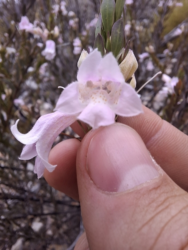 dolomite fuchsia bush (Eremophila christophori)