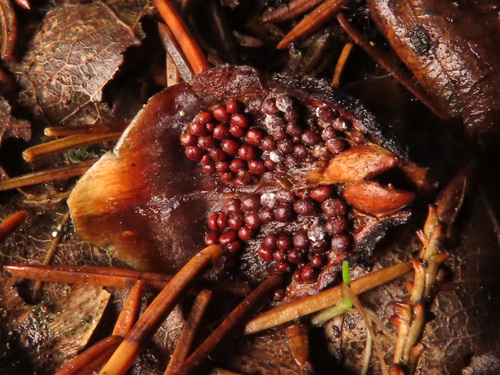 Cherry-Spruce Rust
