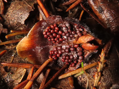 Pucciniastrum areolatum