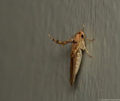 Stathmopoda crassella