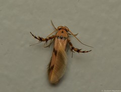 Stathmopoda crassella