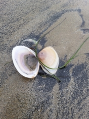 Mactra stultorum