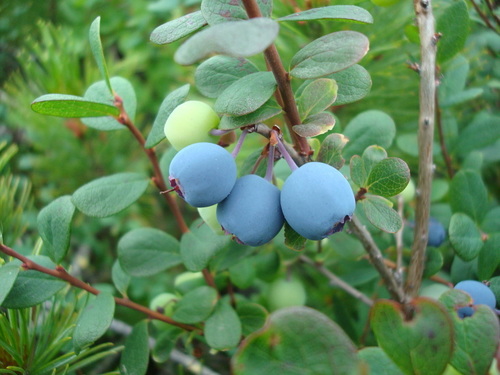 bog blueberry (Vaccinium uliginosum)