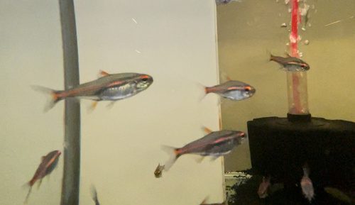 Glowlight tetra (Hemigrammus erythrozonus) — Characidae — 5