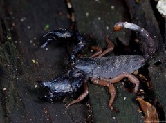 Hormuridae