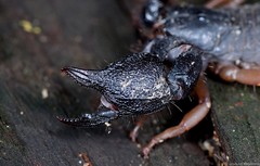 Hormuridae