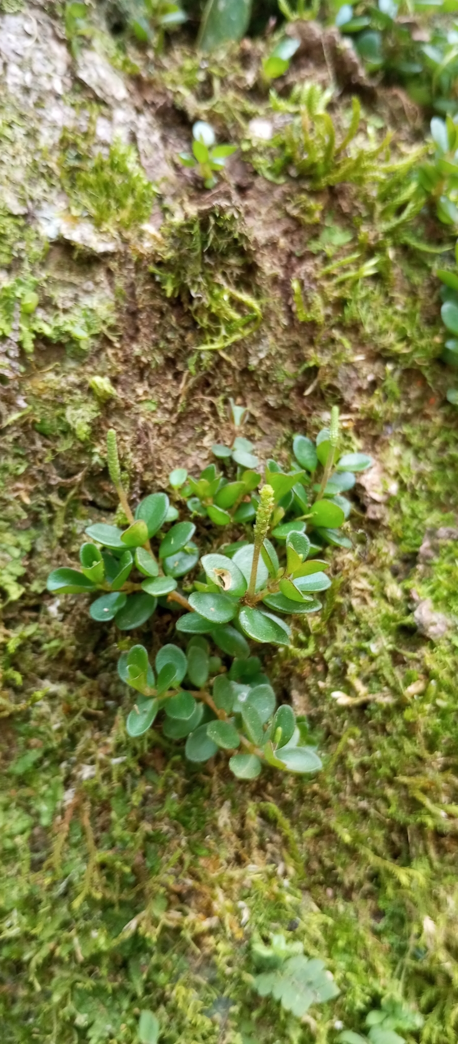 Peperomia catharinae