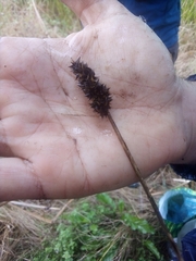 Carex leersii
