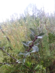 Salix repens argentea