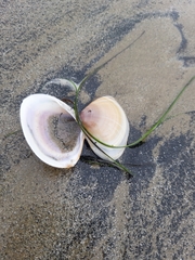 Mactra stultorum