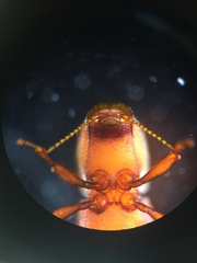 Typhloelmis finegan