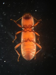 Typhloelmis finegan