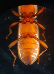 Typhloelmis finegan