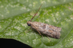 Indomyrlaea ferreotincta