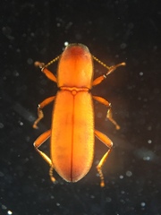 Typhloelmis finegan
