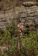 Gladiolus vernus