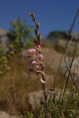 Gladiolus vernus