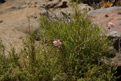 Gladiolus vernus