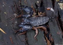 Hormuridae