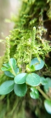 Peperomia catharinae