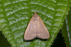 Simplicia cornicalis