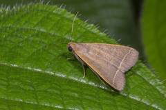 Simplicia cornicalis