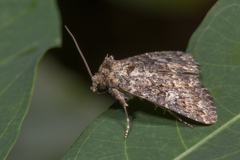 Condica aroana