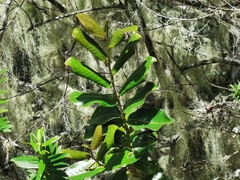 Aphloia theiformis