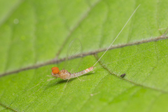 Cloeon bengalense