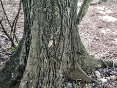 Hypopyra vespertilio