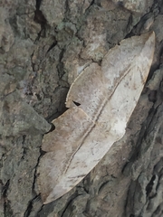 Hypopyra vespertilio