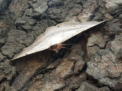 Hypopyra vespertilio