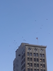 Corvus brachyrhynchos