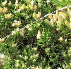 Genista hispanica