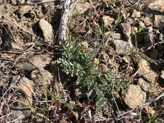 Lomatium hendersonii