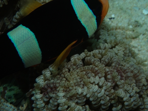 Amphiprion clarkii