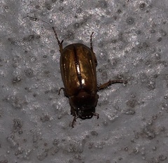 Cyclocephala