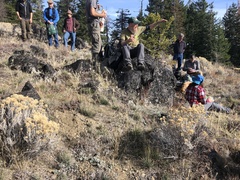 Lomatium hendersonii