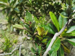 Agarista buxifolia