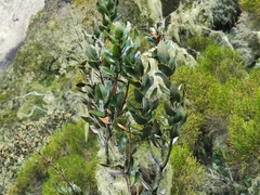Agarista buxifolia
