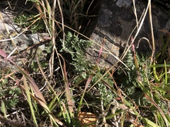 Lomatium hendersonii
