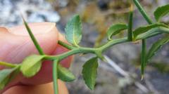 Prinsepia scandens