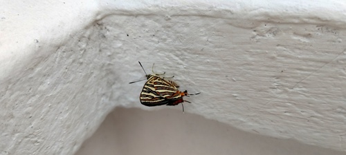 Common Silverline